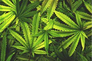 CBD Or THC: Getting the ball rolling for your cannabis business
