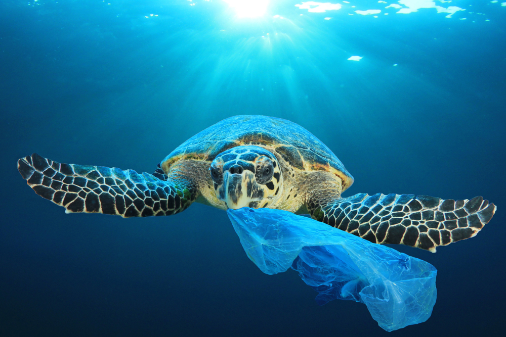 A turtle chewing plastic