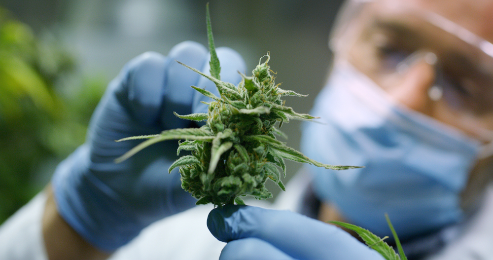 A scientist checking a hemp plant