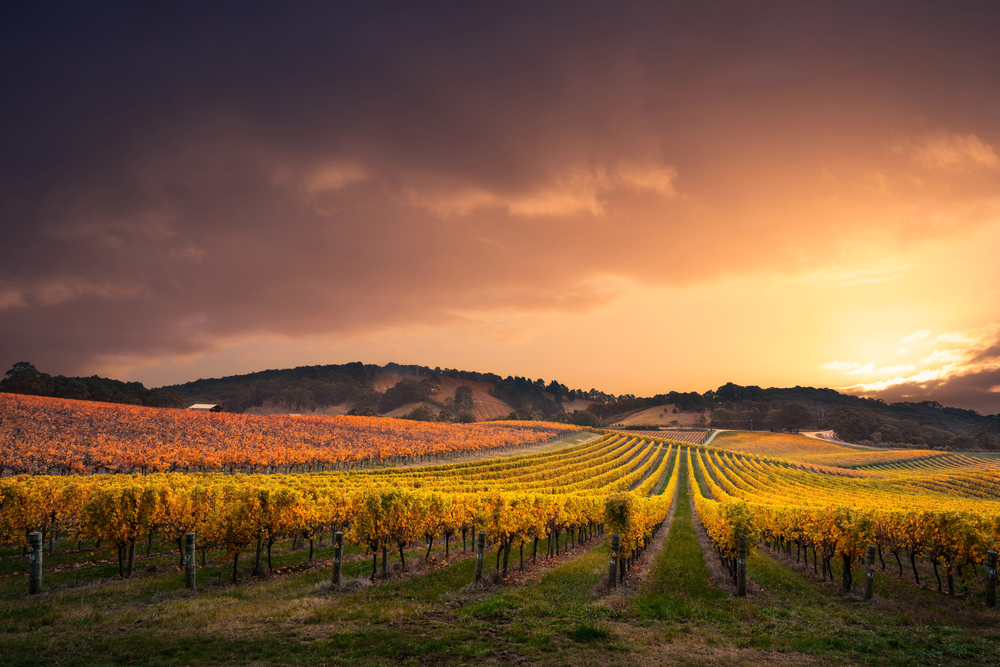 A vineyard the US